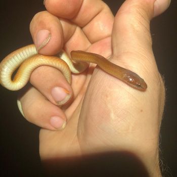 Pine woods snake Babies