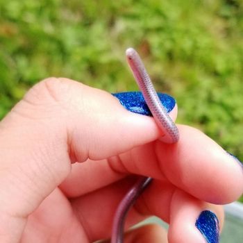 Plains Blind Snake Babies