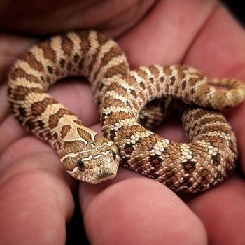 Plains Hog-nosed Snake Babies
