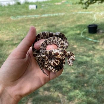 Prairie Kingsnake Babies