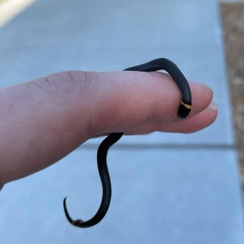 Prairie Ringneck Snake Babies