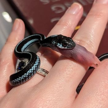 Puget Sound Garter Snake Babies