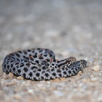 Pygmy Rattlesnake Babies