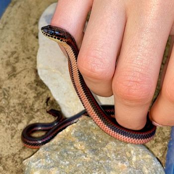 Rainbow snake Babies