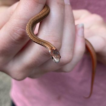 Red-Bellied Snake Babies