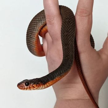 Red-Bellied Water Snake Babies