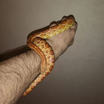 Red Corn Snake Babies