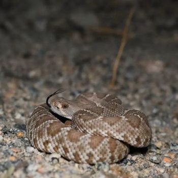 Red Diamond Rattlesnake Babies