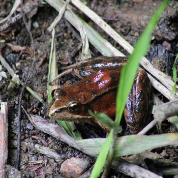 Red-Legged Frog Tadpole