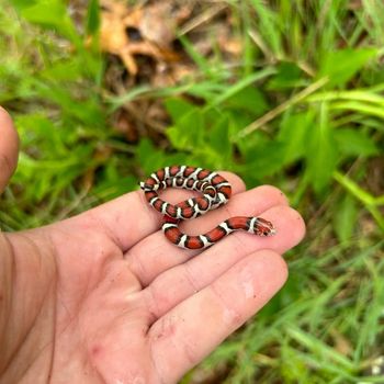 Red Milksnake Babies