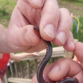 Red-bellied Mud Snake Babies