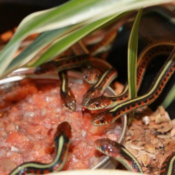 Red-sided Garter Snake Babies