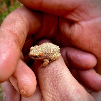 Red-spotted Toad Tadpole