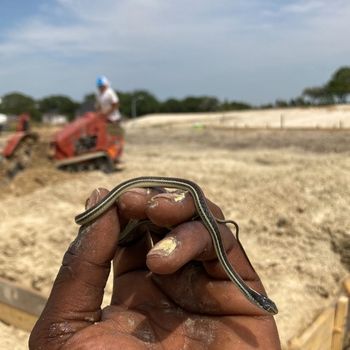 Redstripe Ribbon Snake Babies