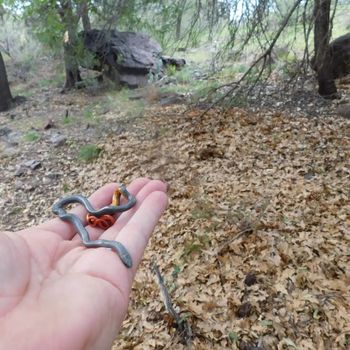 Regal Ringneck Snake Babies