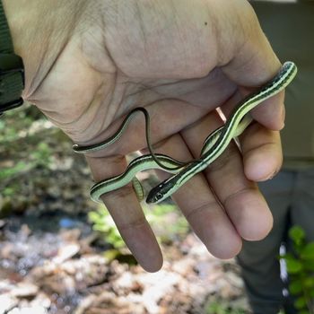 Ribbon Snake Babies