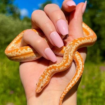 Rosy Boa Snakelet