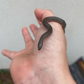 Rough Earth Snake Babies