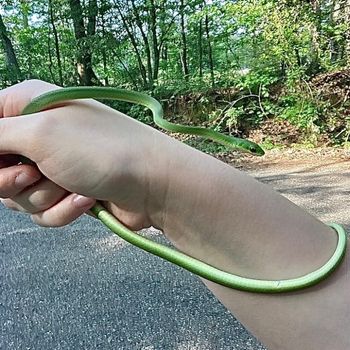 Rough Green Snake Babies