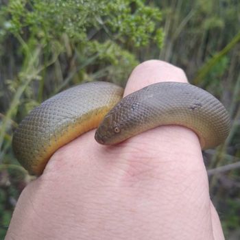 Rubber Boa Babies