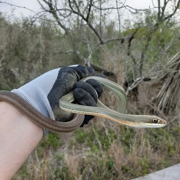 Ruthven’s Whipsnake Babies