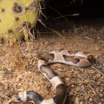 Saddled Leaf-Nosed Snake Babies