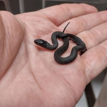 Salt Marsh Snake Babies