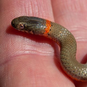 San Bernardino Ringneck Snake Babies