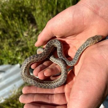 San Diego Gophersnake Babies