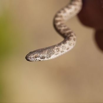 San Diego Nightsnake Babies