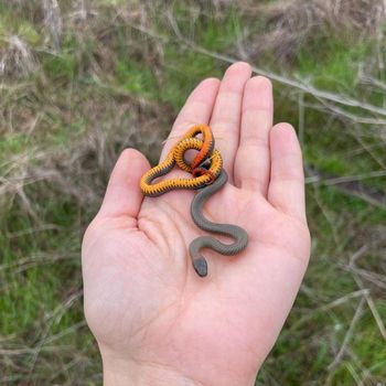 San Diego Ringneck Snake Babies