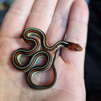 San Francisco Gartersnake Babies