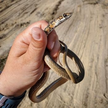 San Joaquin Coachwhip Babies