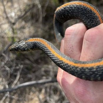 Santa Cruz Garter Snake Babies