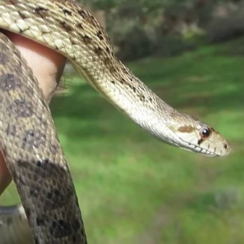 Santa Cruz Island Gophersnake Babies