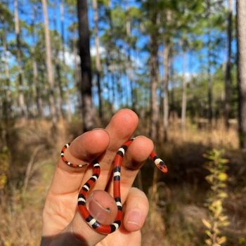 Scarlet Kingsnake Babies