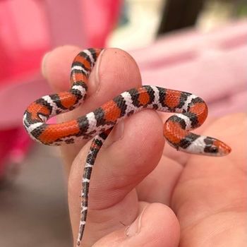 Scarlet Snake Babies