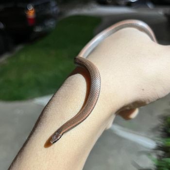 Sharp-tailed snake Babies