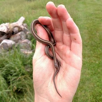 Short-headed Gartersnake Babies