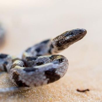 Short tailed kingsnake Snakelet