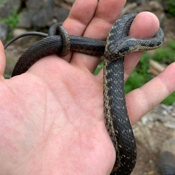 Sierra Garter Snake Babies