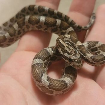 Slowinski’s Corn Snake Babies