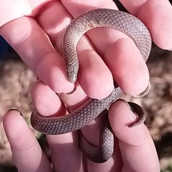 Smooth Earth Snake Babies