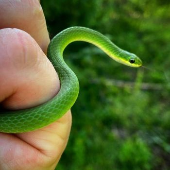 Smooth Green Snake Babies