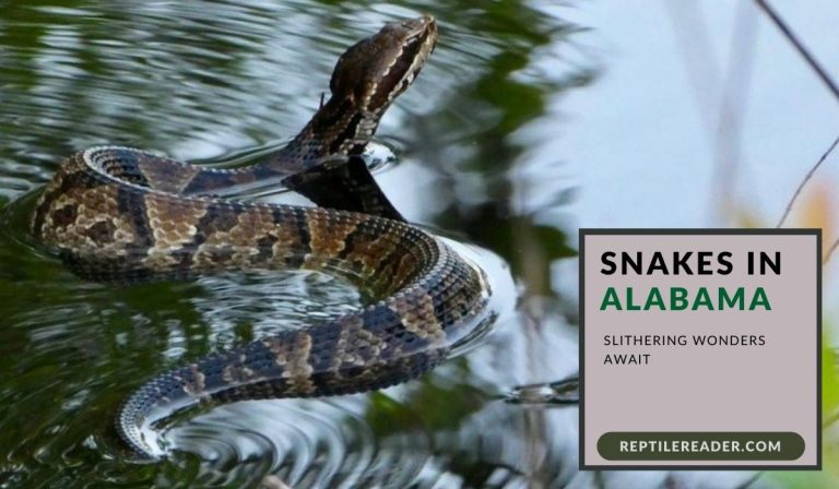 Snakes in Alabama: Slithering Wonders Await