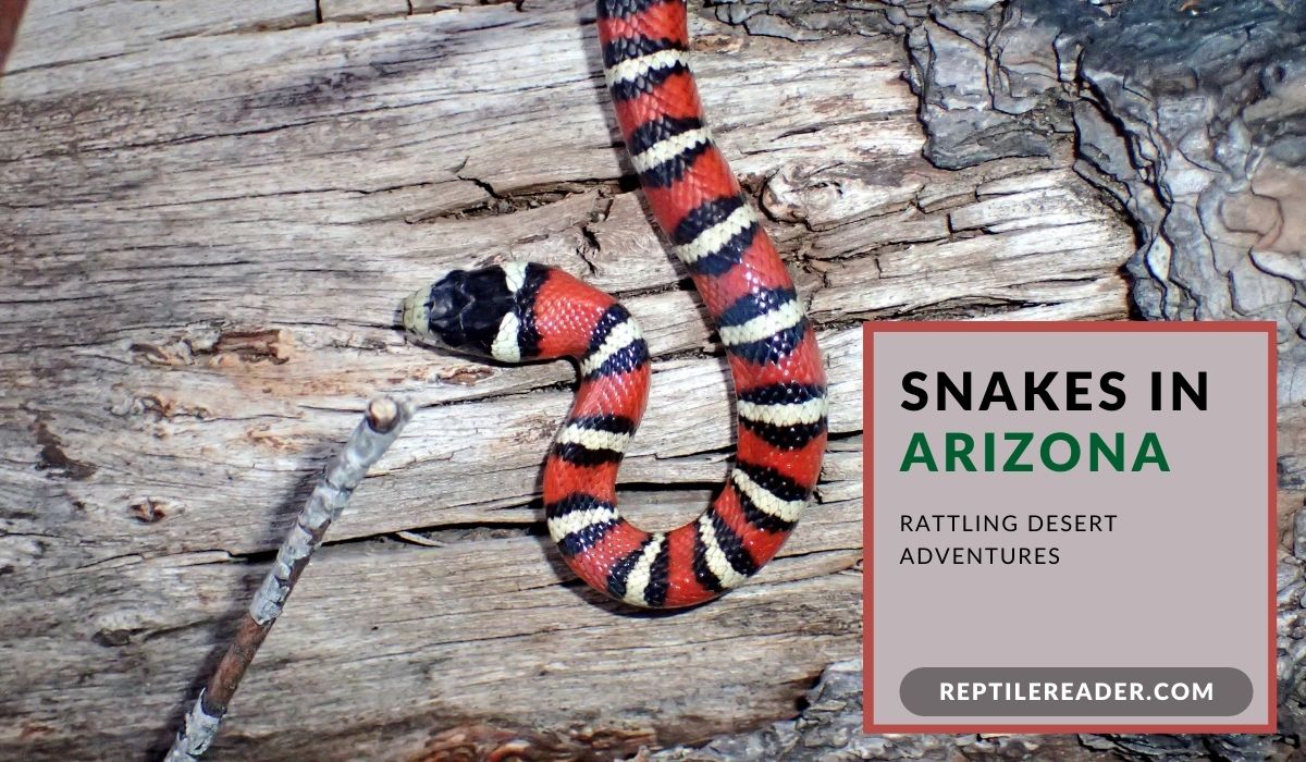 Snakes in Arizona