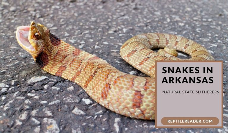 Snakes in Arkansas: Natural State Slitherers