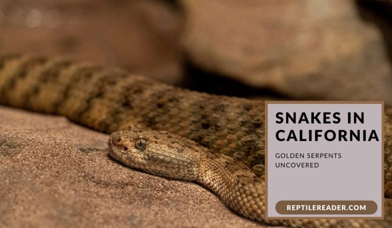 Snakes in California: Golden Serpents Uncovered