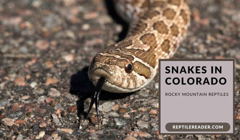 Snakes in Colorado: Rocky Mountain Reptiles