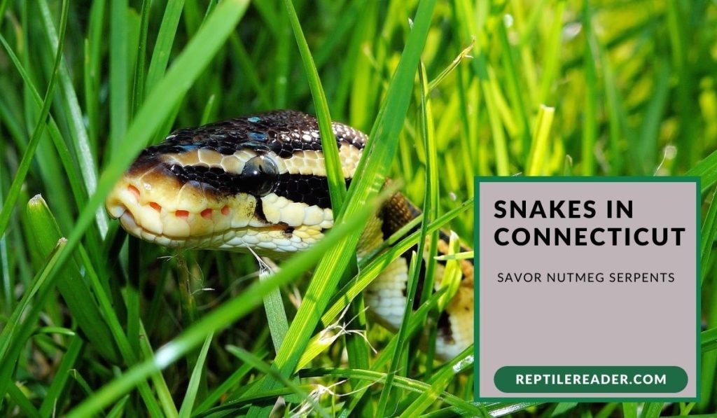 Snakes in Connecticut: Savor Nutmeg Serpents - Reptile Reader